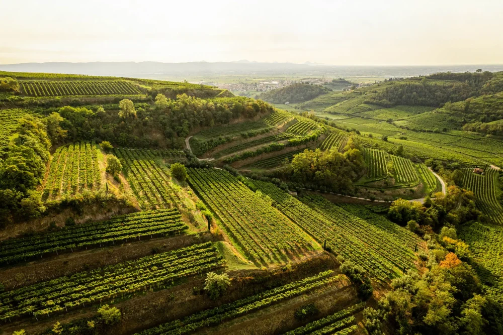 Wino DOC Ducato Sannita Falanghina del Sannio