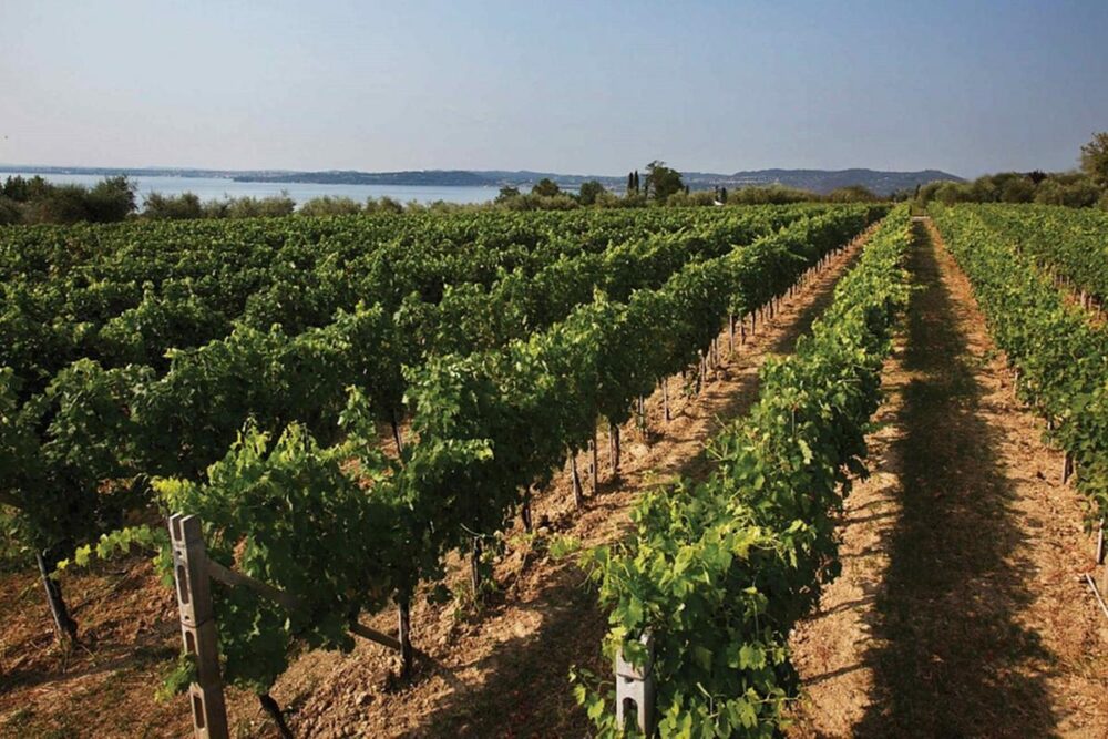 Włoskie wino Pirovano Pinot Grigio Garda Garganega DOC