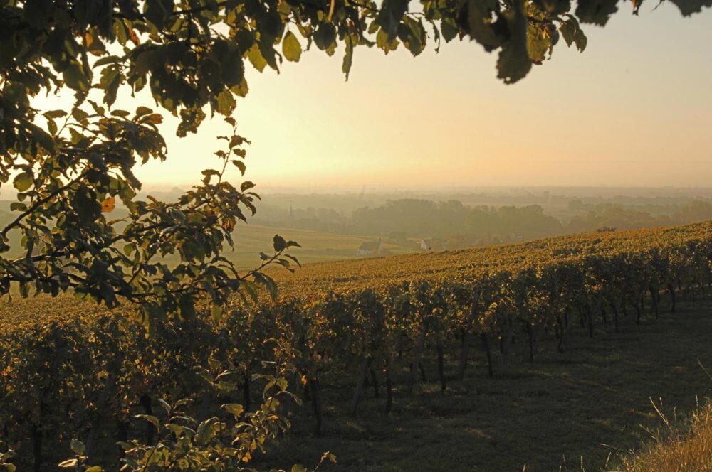 Wino francuskie AOC Riesling Dagobert Tradition Blanc Alsace