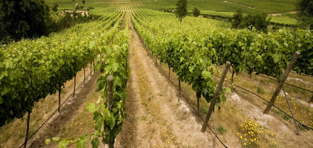 Wino DOC Montepulciano d'Abruzzo Terre Forti