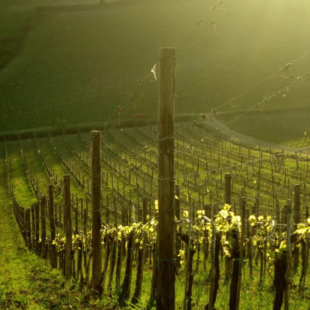 Włoskie wino Chianti Colli Senesi BIO DOCG