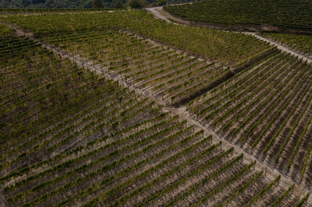 Wino Musujące Wytrawne Arione Chardonnay Pinot Brut
