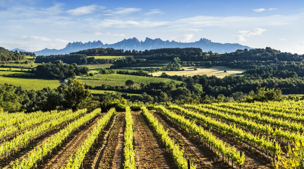 Penedès