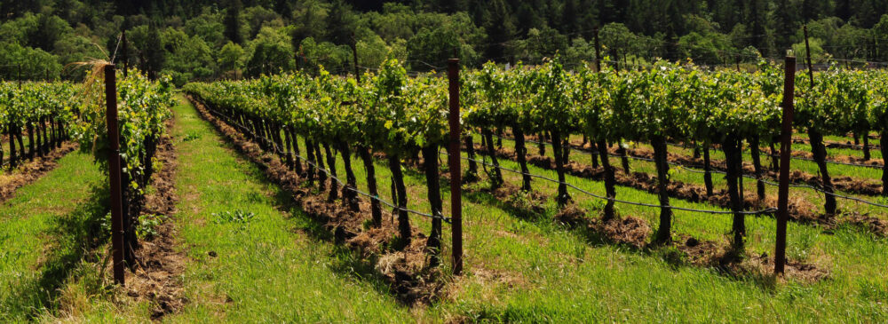 Wino hiszpańskie Antano Tempranillo 2021 Rioja DOC