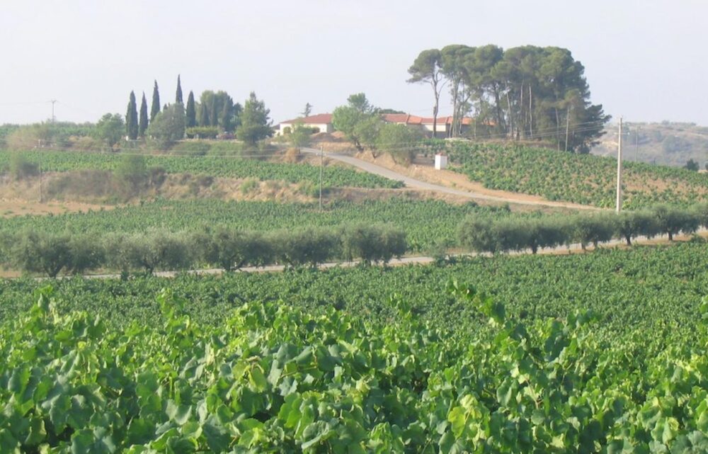 Wino hiszpańskie Masia Oliveda Blanc de Blancs Emporda DO