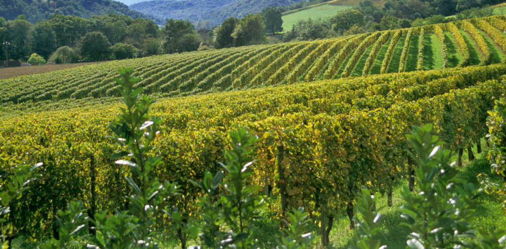 Wino hiszpańskie Monistrol Premium Cuvee Cava DO 2012