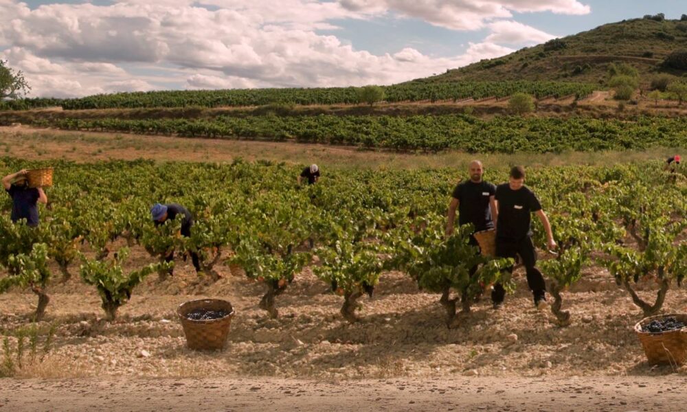 Wino hiszpańskie Monte Real de Familia Reserva Rioja Vegan DOC