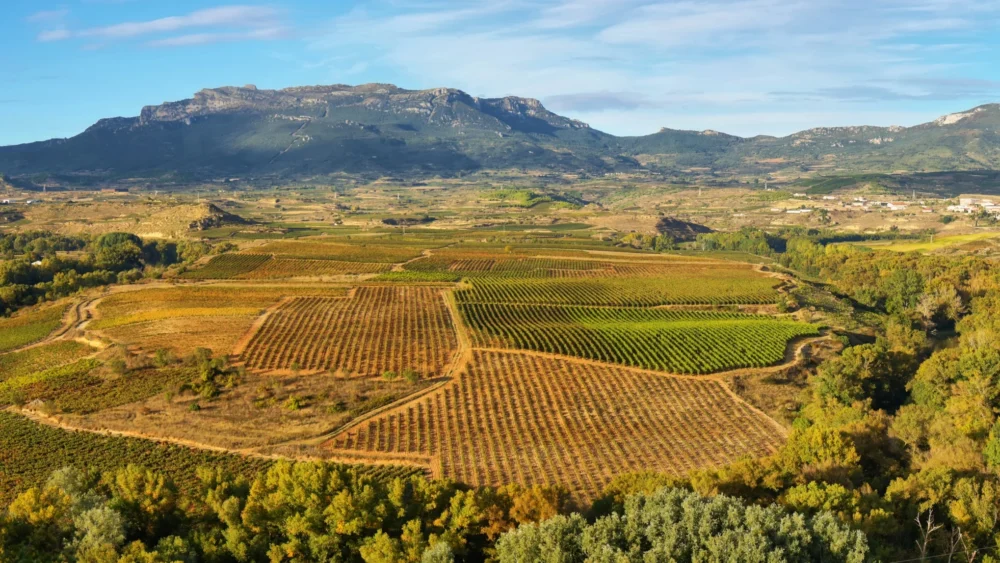 Wino hiszpańskie Tempranillo Tierra de Castilla Federico Paternina IGP