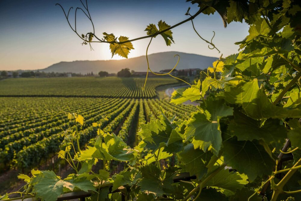 Włoskie wino Lambrusco Secco Man Borgo IMP DOC